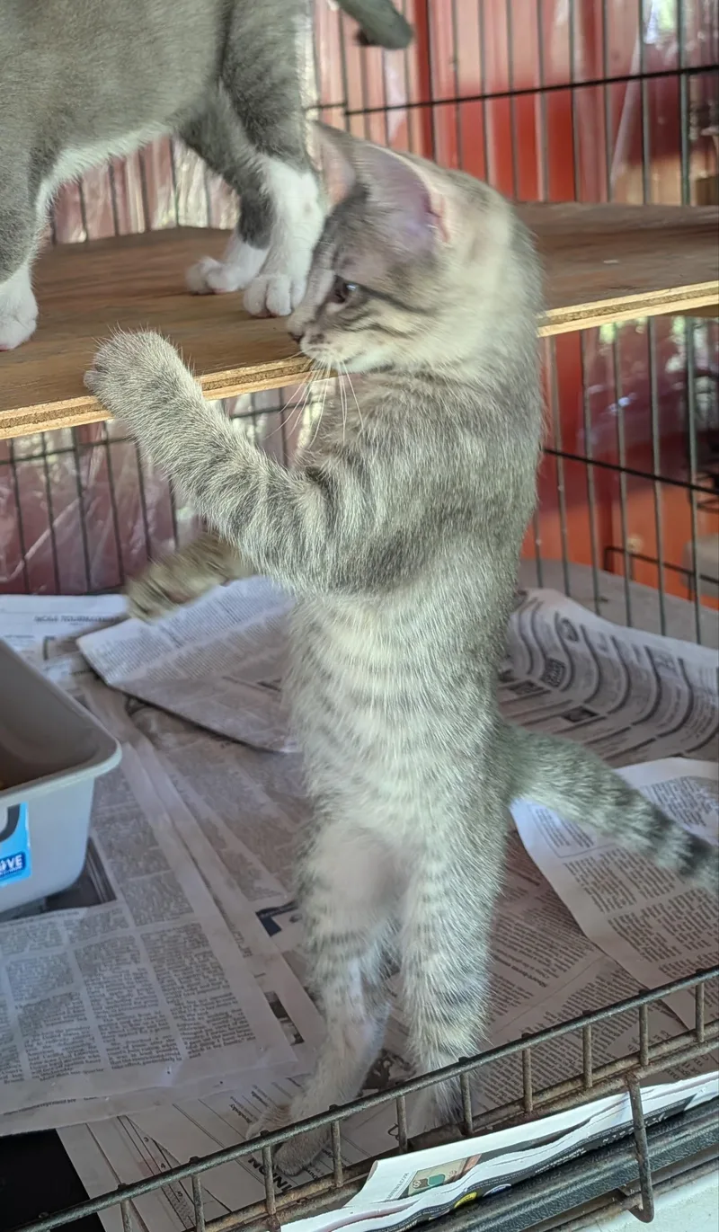 A baby medium-sized male Tabby (Gray / Blue / Silver) Domestic Short Hair cat named Kimmy for adoption in Fischer, TX