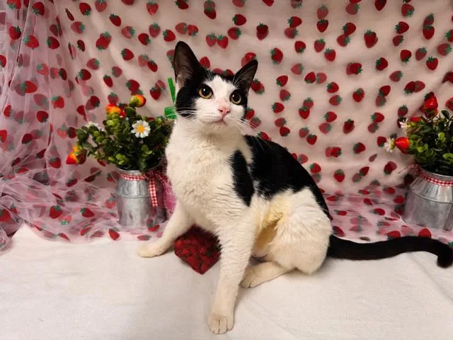 A young small-sized female Domestic Short Hair cat named Lacie for adoption in Fairfield, CA