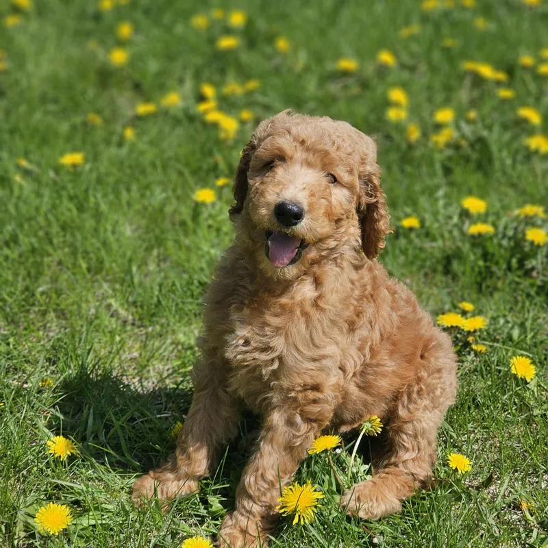 A baby medium-sized male Irish Setter dog named Cash   $ for adoption in Milwaukee, WI