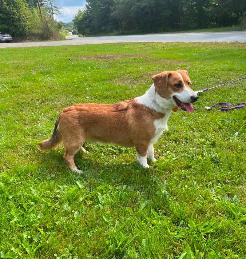 Beau