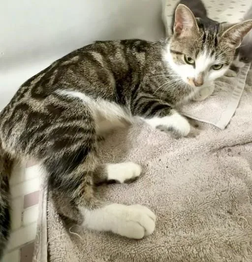 An adult medium-sized male Gray & White Domestic Short Hair cat named Tink for adoption in Miller Beach, IN