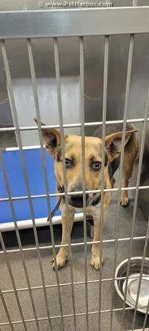 An adult medium-sized male German Shepherd Dog dog named Oso for adoption in Dallas, TX