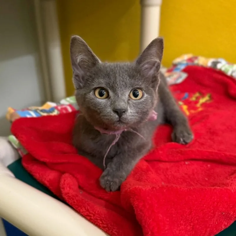 A baby medium-sized female Gray / Blue / Silver Domestic Short Hair cat named Maxima for adoption in Penn Yan, NY