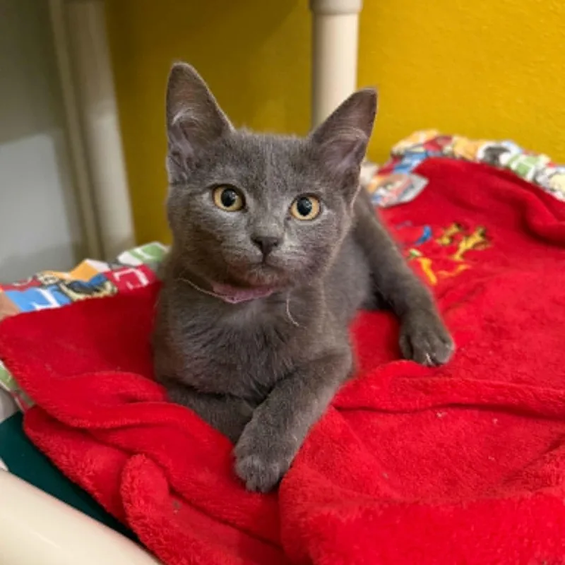 Maxima thumbnail 3