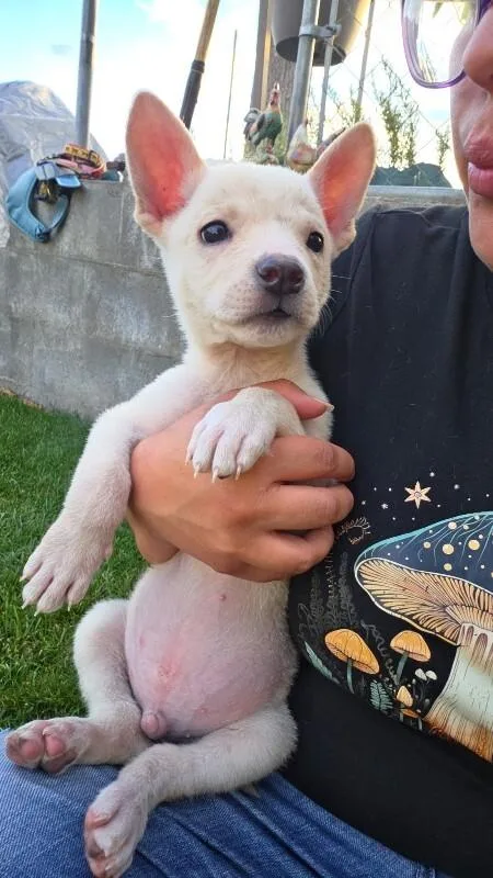 A young medium-sized male White / Cream Australian Cattle Dog / Blue Heeler dog named Murray for adoption in North Bend, WA