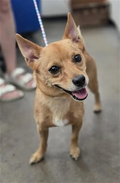An adult small-sized male Mixed Breed dog named Butters for adoption in Dallas, TX