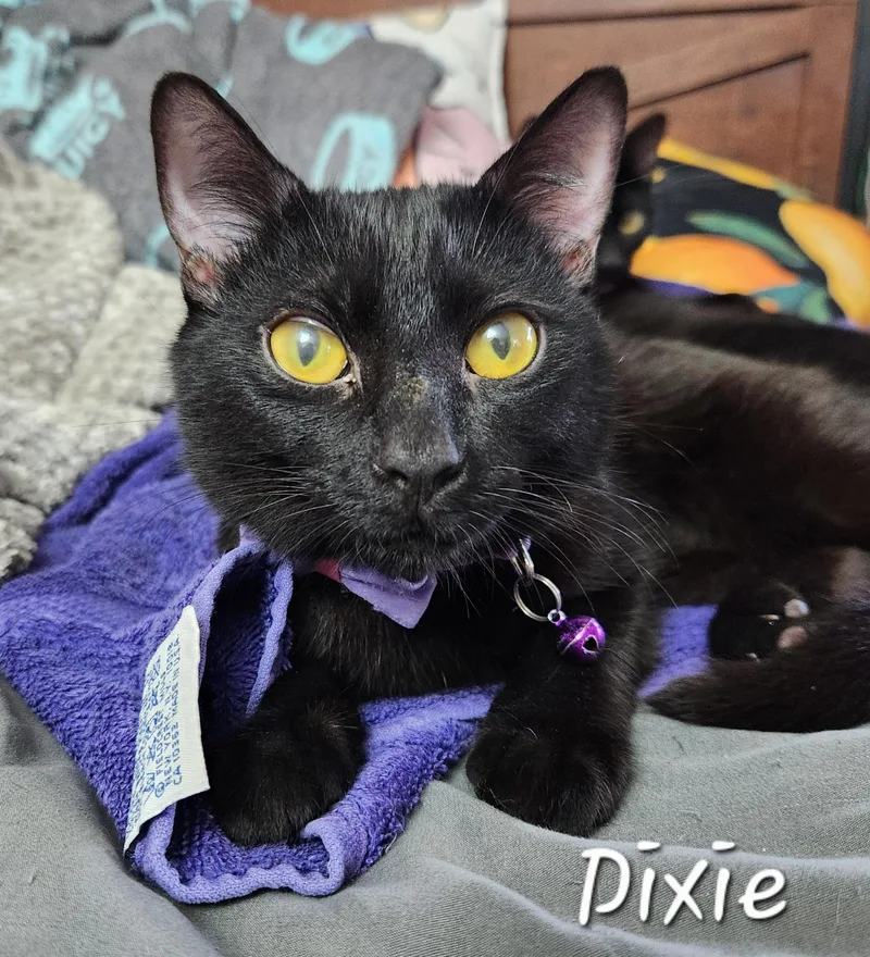 A young medium-sized female Black Domestic Short Hair cat named Dixie for adoption in Redondo Beach, CA