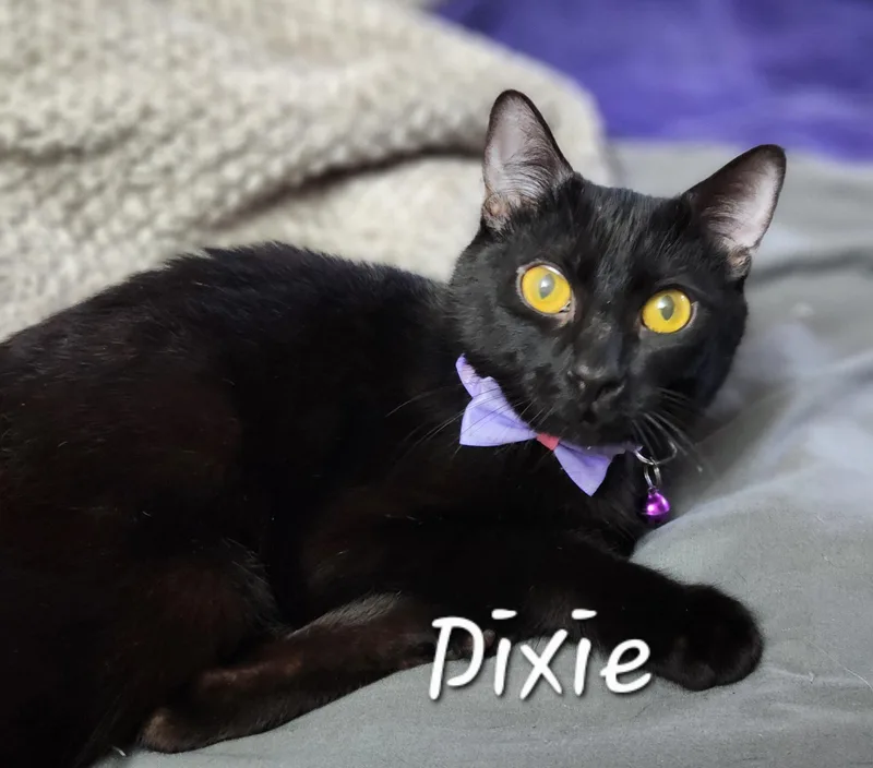 Dixie thumbnail 2