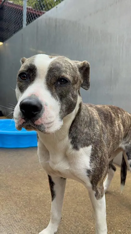 An adult medium-sized female Brindle Pit Bull Terrier dog named Ambrette for adoption in Chicago, IL