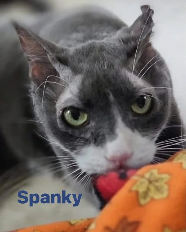 A senior medium-sized male Gray & White Domestic Short Hair cat named Spanky for adoption in Spring Lake, NJ