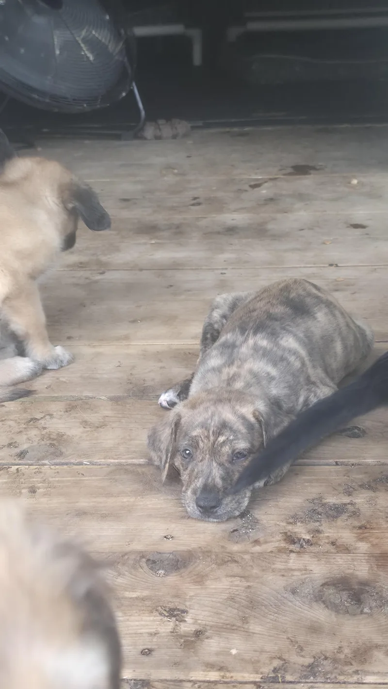 Tango