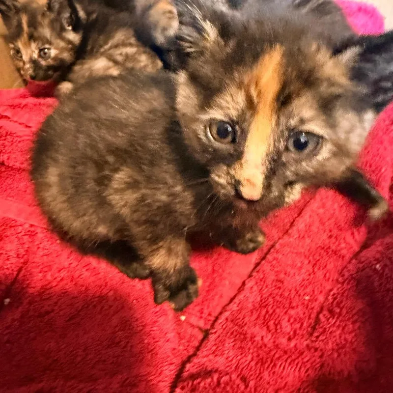 A baby small-sized female Black Domestic Short Hair cat named Amber for adoption in Tacoma, WA
