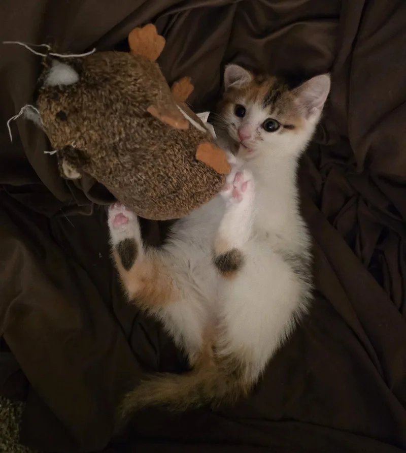 A baby medium-sized female Calico cat named Mikasa for adoption in Greenville, DE