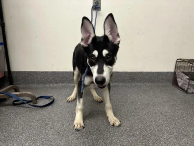 A baby medium-sized female German Shepherd Dog dog named Lotus for adoption in Los Angeles, CA