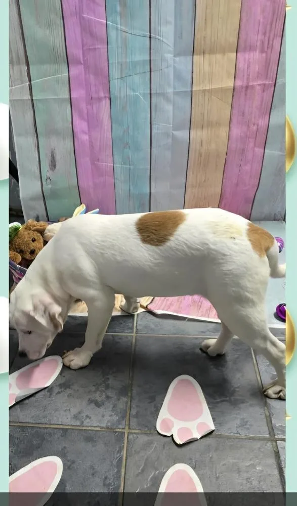 A baby large-sized male Tricolor (Brown, Black, & White) Beagle dog named Marion Bullgles : Fox for adoption in Aurora, IN