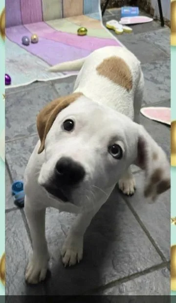 Marion Bullgles : Fox thumbnail 2