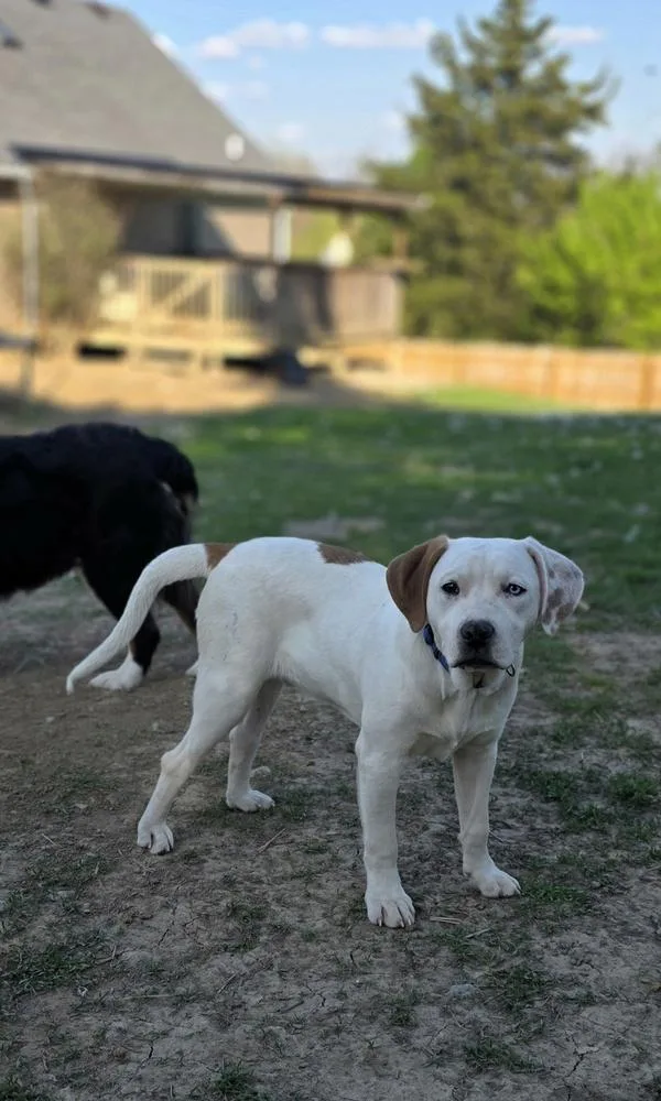 Marion Bullgles : Fox thumbnail 3