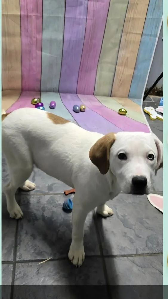 Marion Bullgles : Fox thumbnail 4