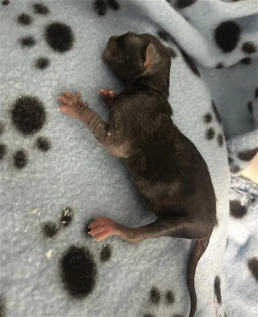 A baby small-sized male Domestic Short Hair cat named Rolo for adoption in Dallas, TX
