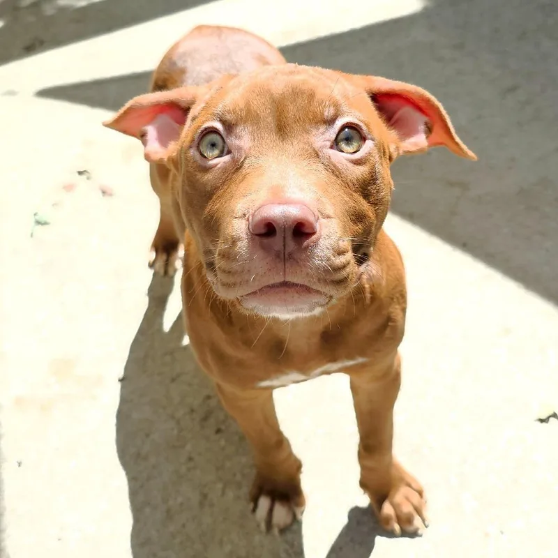 A baby small-sized female Brown / Chocolate Mixed Breed dog named Pomegranate for adoption in Michigan City, IN