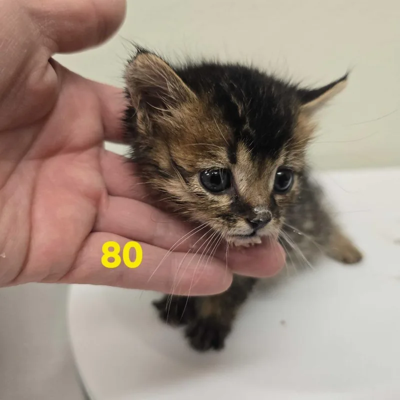 A baby small-sized female Brown / Chocolate Domestic Short Hair cat named Xerox for adoption in Spokane, WA