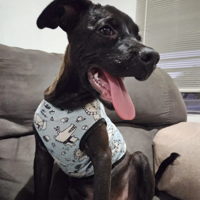 Bruno Max "happy To thumbnail 2