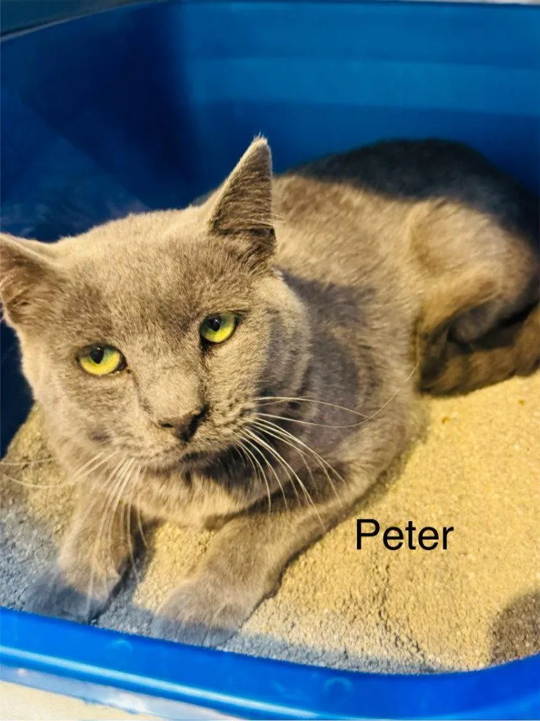 An adult small-sized male Domestic Medium Hair cat named Peter for adoption in Saint George, UT