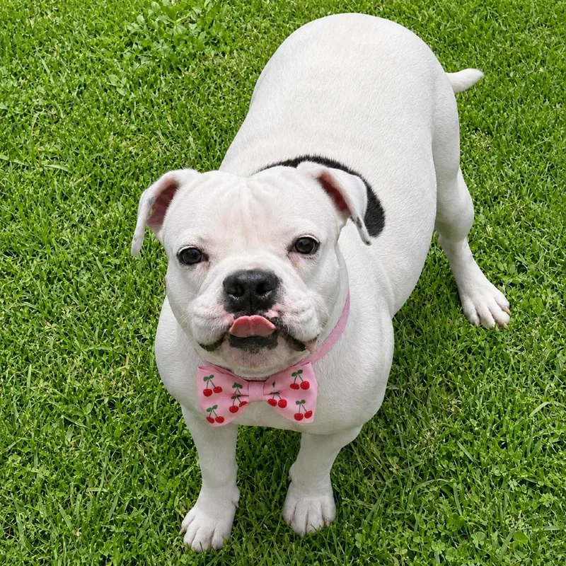 An adult medium-sized female White / Cream American Bulldog dog named Cherry for adoption in Binghamton, NY