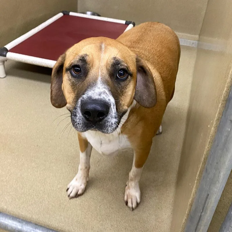 An adult large-sized female American Bulldog dog named Dobby for adoption in Monroe, GA