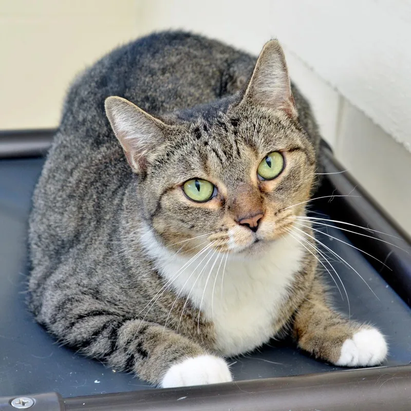 An adult medium-sized female Domestic Short Hair cat named Neferiti for adoption in Sanford, FL