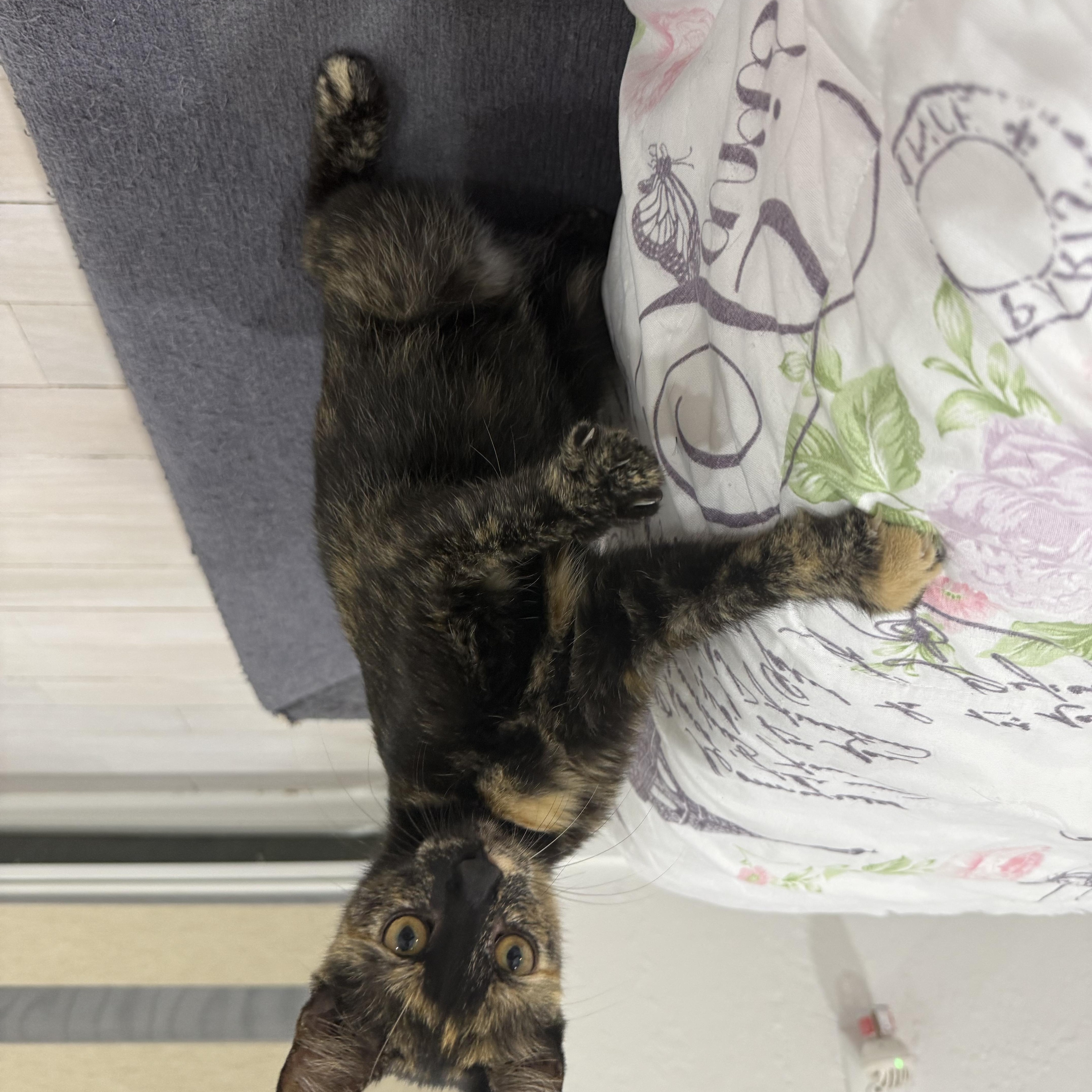 A baby medium-sized female Tortoiseshell cat named Zara for adoption in Miami, FL