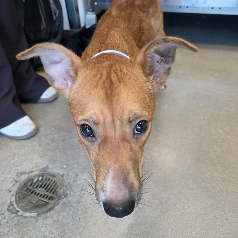 An adult small-sized female Brown / Chocolate Dachshund dog named Cassia for adoption in Sand Springs, OK