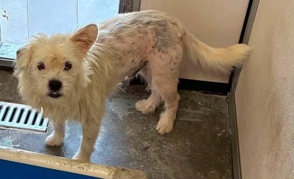 An adult medium-sized male West Highland White Terrier / Westie dog named Bandit for adoption in Newport, KY