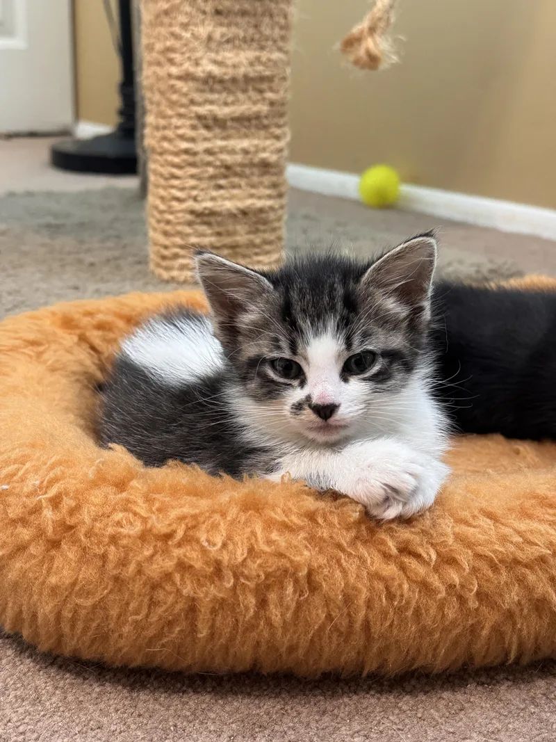 A baby small-sized female Domestic Short Hair cat named Reba for adoption in Bethel Park, PA