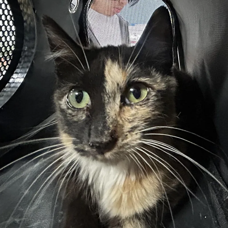 A baby small-sized female Calico Domestic Short Hair cat named Magenta for adoption in Newark, NJ
