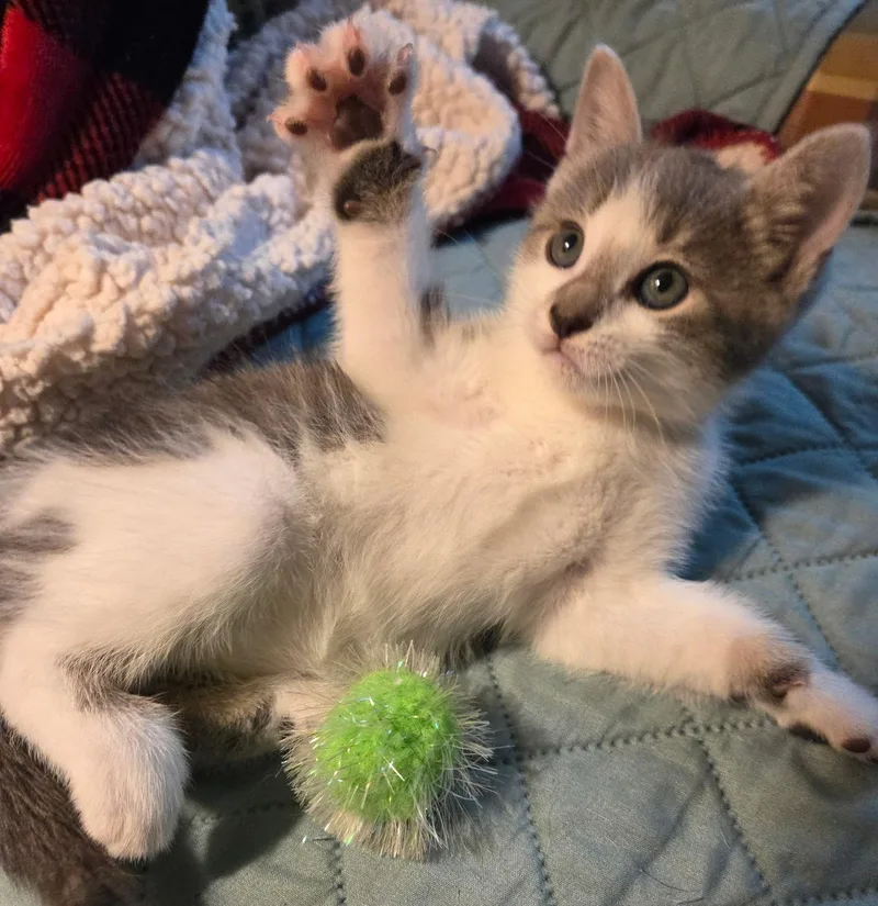 A young medium-sized female White Domestic Short Hair cat named Piper And Poppy for adoption in Fairfax, VA