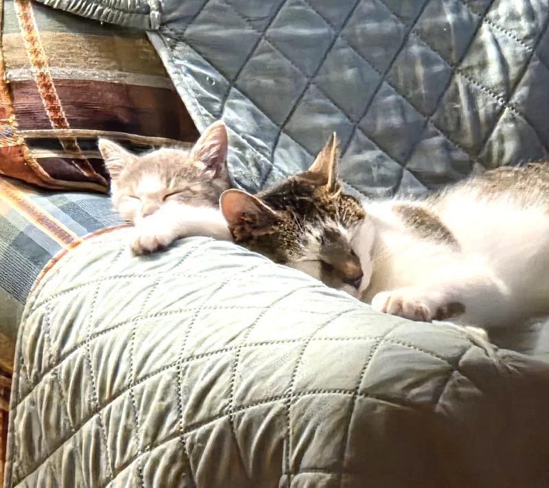 Piper And Poppy thumbnail 3