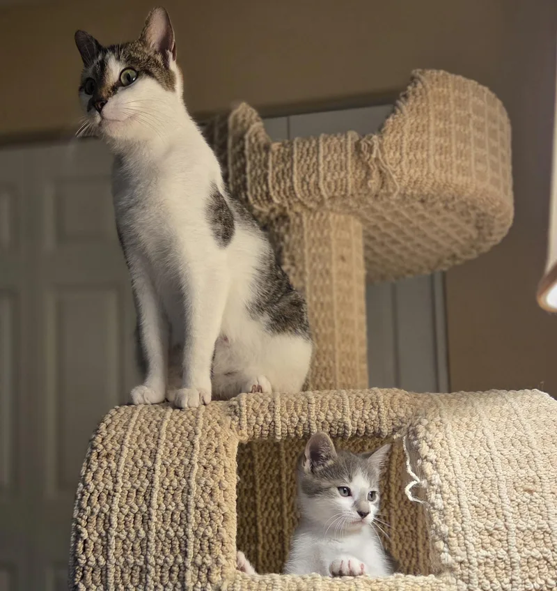 Piper And Poppy thumbnail 4