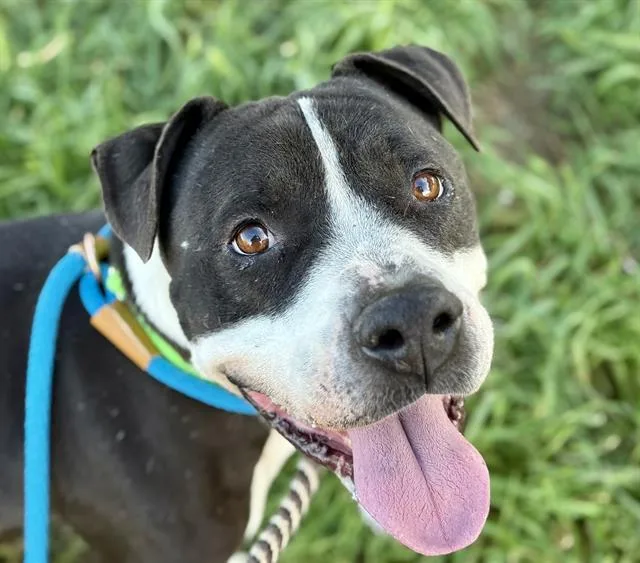 An adult medium-sized male Pit Bull Terrier dog named Mantis for adoption in Tucson, AZ