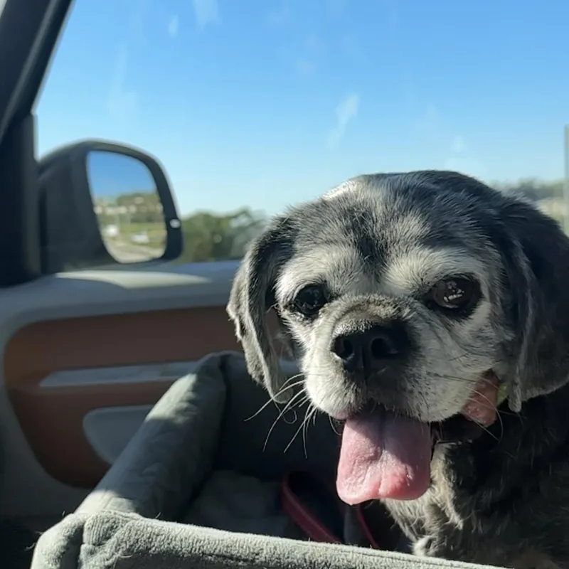 Brooklyn thumbnail 3