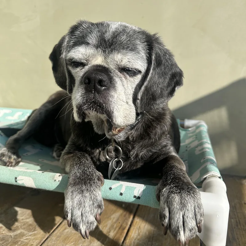 Brooklyn thumbnail 4