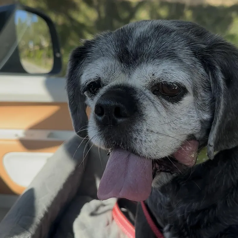 Brooklyn thumbnail 5