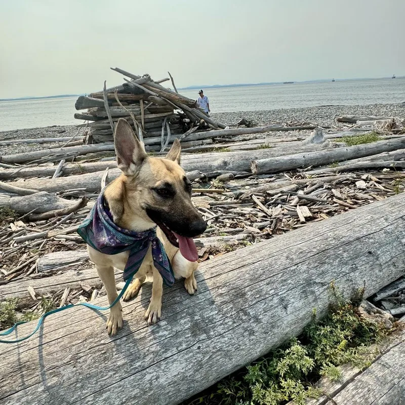 A young medium-sized female German Shepherd Dog dog named Grace for adoption in Bellingham, WA
