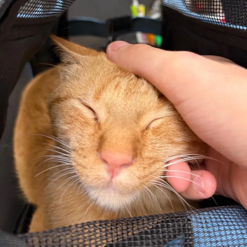 A young small-sized male Orange / Red Domestic Short Hair cat named Simba F for adoption in Oklahoma City, OK