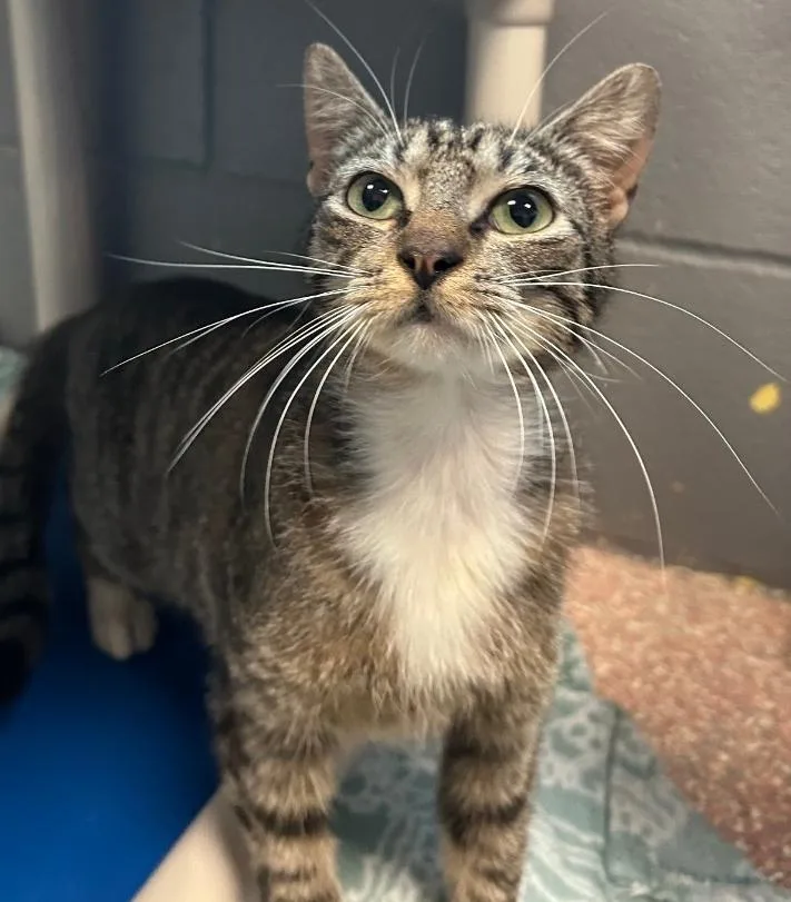 An adult medium-sized female Tabby (Brown / Chocolate) Domestic Short Hair cat named Lilly for adoption in Gainesville, TX