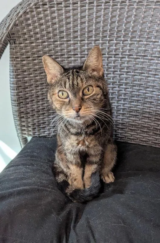 A senior medium-sized female Tabby cat named Abbie for adoption in Ocala, FL
