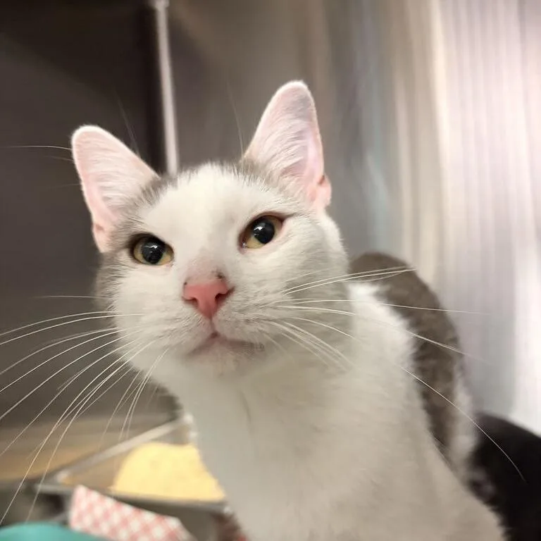 An adult medium-sized female White Domestic Short Hair cat named Chomby for adoption in Davenport, IA