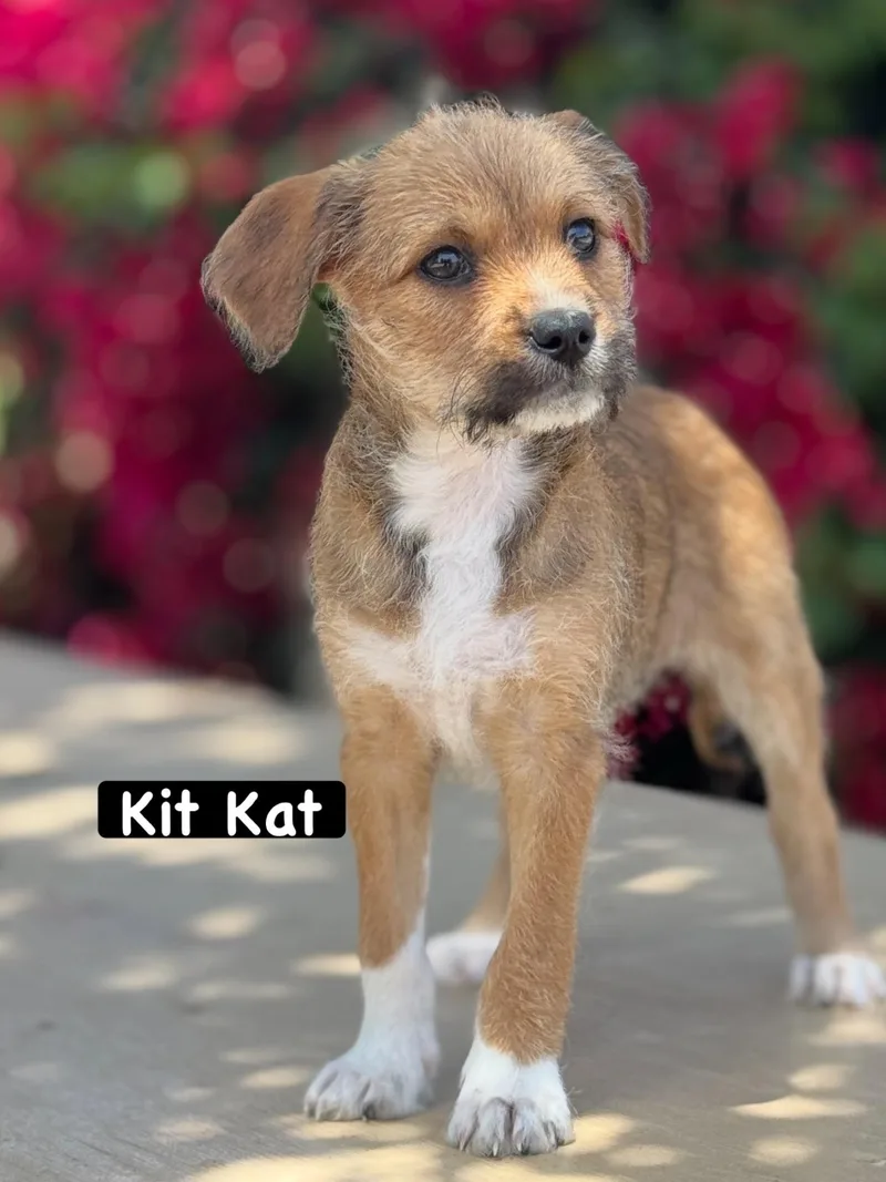 A baby small-sized female Golden Terrier dog named Kit Kat for adoption in Los Angeles, CA