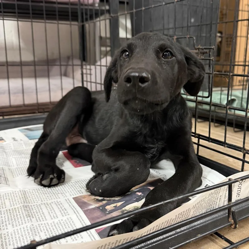 A baby small-sized male Labrador Retriever dog named Sly for adoption in Edinburg, TX