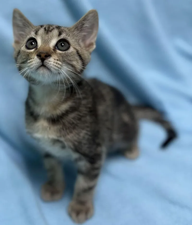 A baby medium-sized male Tabby (Buff / Tan / Fawn) Domestic Short Hair cat named Chip for adoption in Jackson, MI